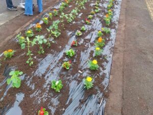 20260705_花壇植替_01